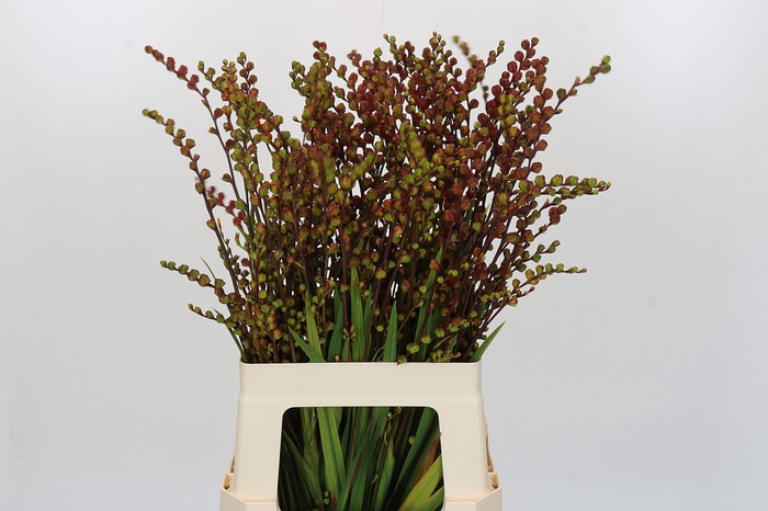<h4>Crocosmia Bes van Suzanna</h4>