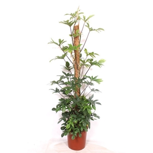 Philodendron pedatum