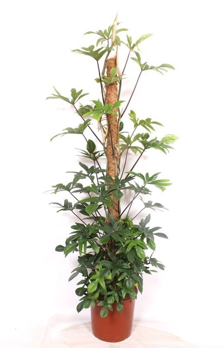 <h4>Philodendron pedatum</h4>