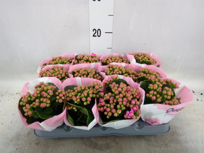 <h4>Kalanchoe  'RoseFlow Katie'</h4>