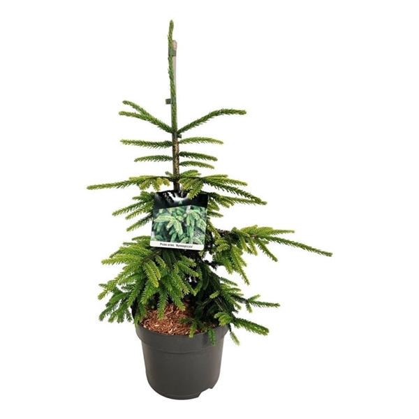 <h4>Picea orientalis 'Aureospicata'</h4>
