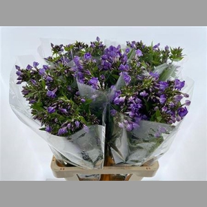 Phlox P Crissy