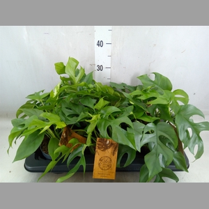 Monstera   ...