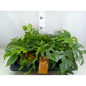 Monstera   ...