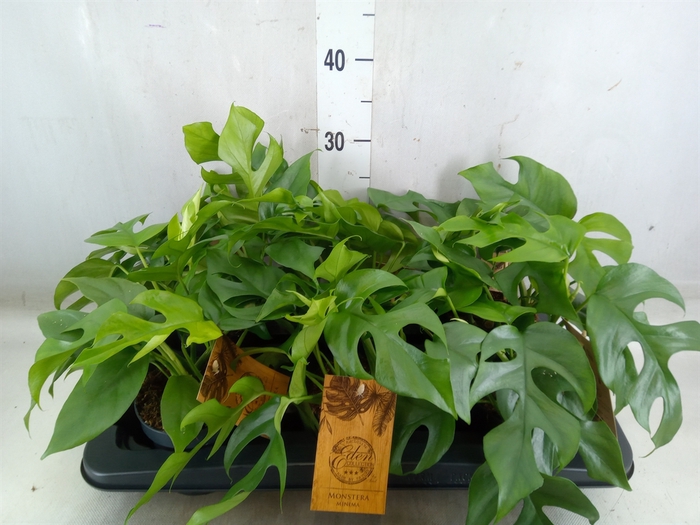 <h4>Monstera   ...</h4>