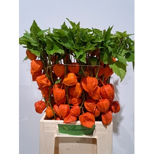 PHYSALIS LAMPION TAK