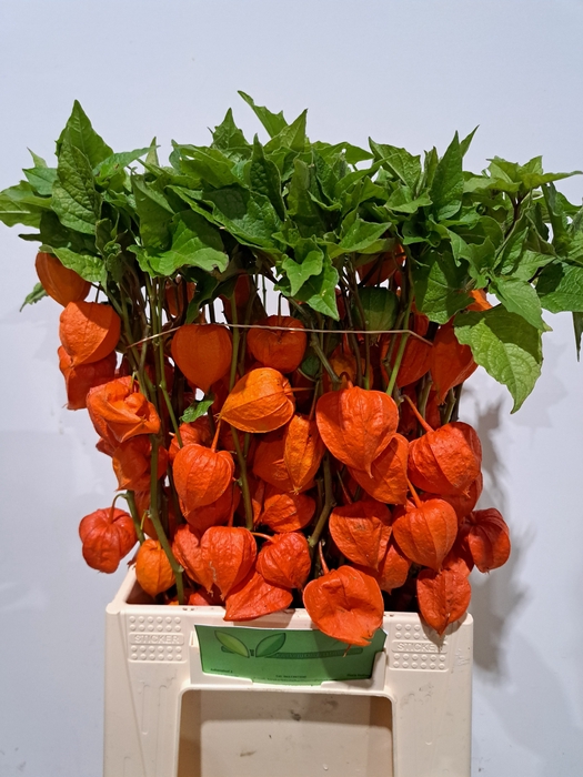 <h4>PHYSALIS LAMPION TAK</h4>