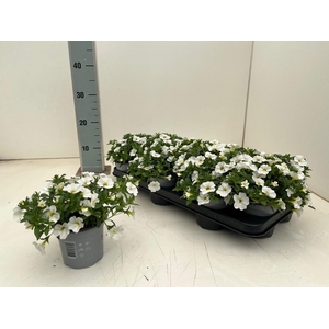 CALIB CA WHITE IMPR
