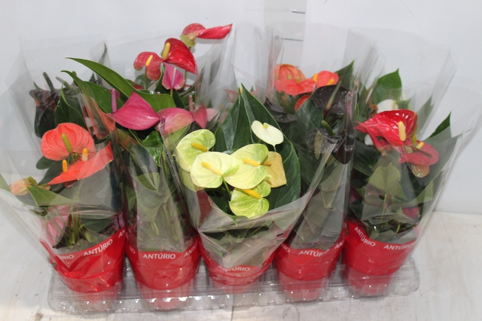 <h4>ANTHURIUM VARIADO P12</h4>