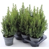 Picea Gl Perfecta