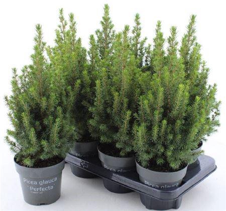 Picea Gl Perfecta