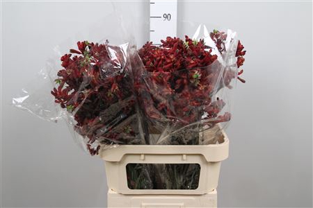 <h4>Anigoz Early Spring</h4>
