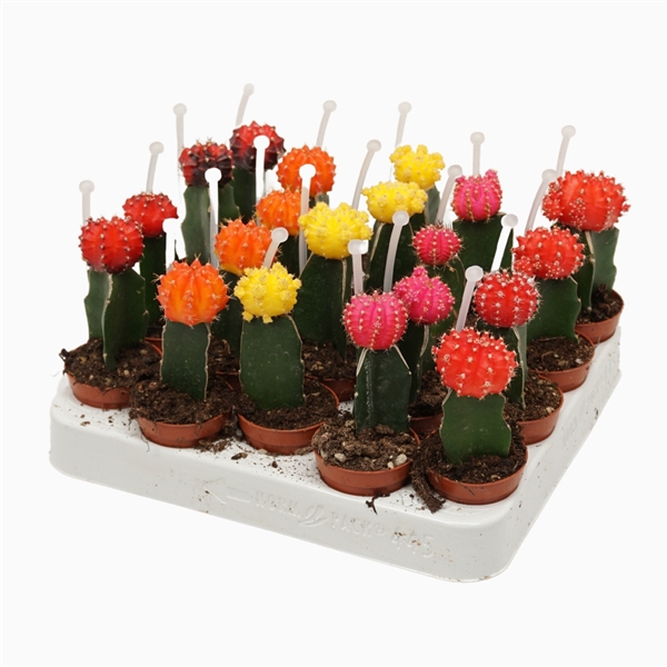 <h4>Gymnocalycium mix geënt 5,5 cm met picker</h4>
