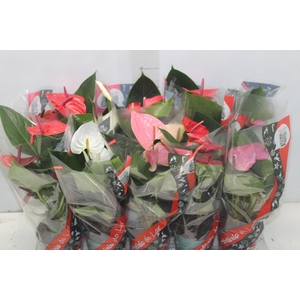 ANTHURIUM VARIADO P12