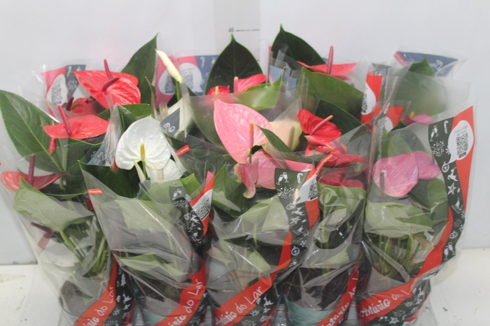 <h4>ANTHURIUM VARIADO P12</h4>