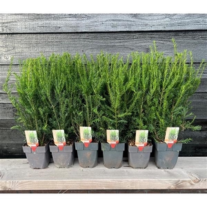 Taxus media 'Groenland' P17