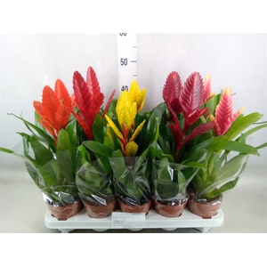 Vriesea   ...mix 5