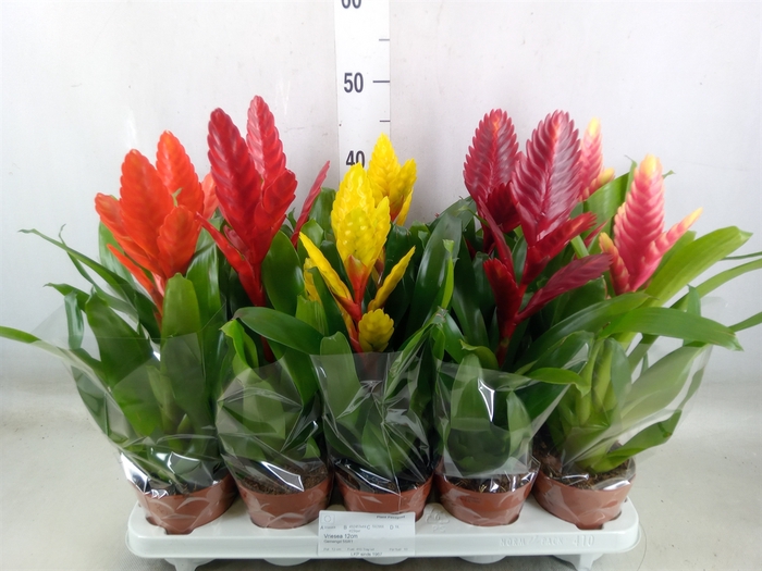 <h4>Vriesea   ...mix 5</h4>