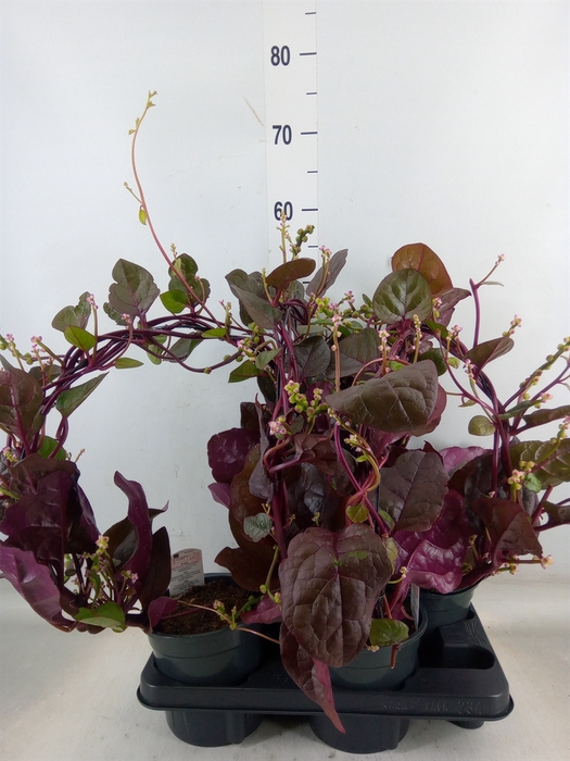 <h4>Basella alba 'Rosebud'</h4>