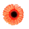 GERBERA ENTOURAGE < 050 CM > 10 CM DIAM LARANJA