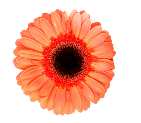 <h4>GERBERA ENTOURAGE < 050 CM > 10 CM DIAM LARANJA</h4>