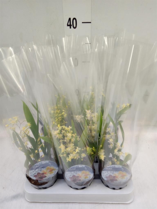 <h4>Oncidium   ...</h4>