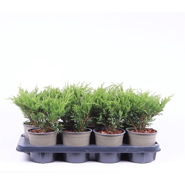 <h4>Juniperus hor. 'Andorra Compact'</h4>