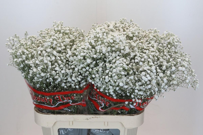 <h4>Gyps Xlence</h4>