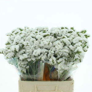Limonium St White Birds X50