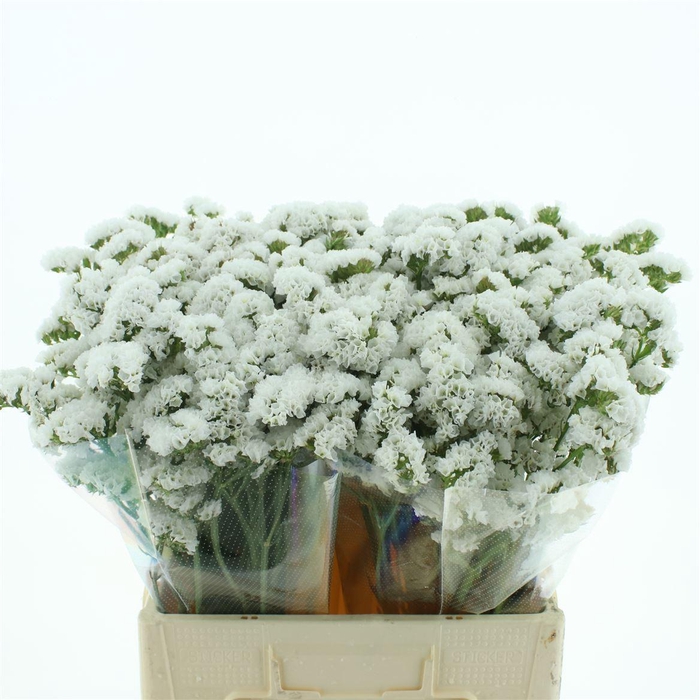 <h4>Limonium St White Birds X50</h4>