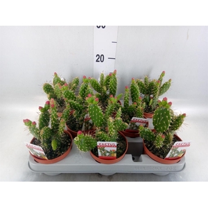Opuntia