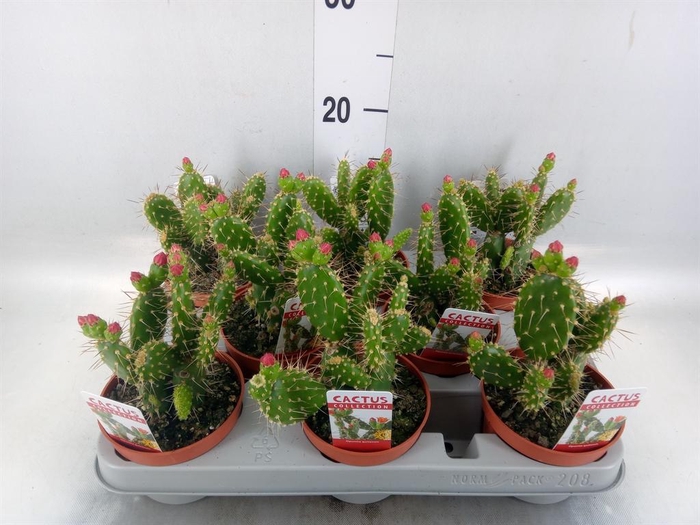 <h4>Opuntia</h4>