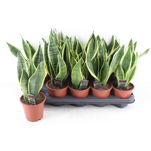 arr3 CP - Sansev superbia 410/10