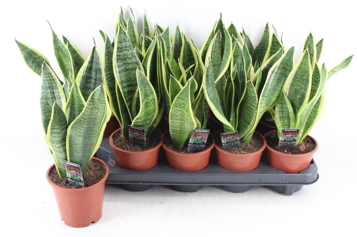 <h4>arr3 CP - Sansev superbia 410/10</h4>