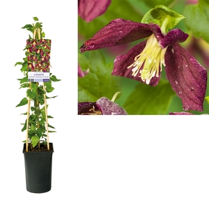 Clematis cirrhosa 'Landsdowne Gem' +light label