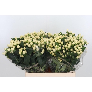 Hyp Mag White Prince