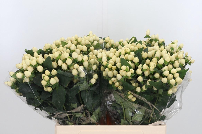 <h4>Hyp Mag White Prince</h4>