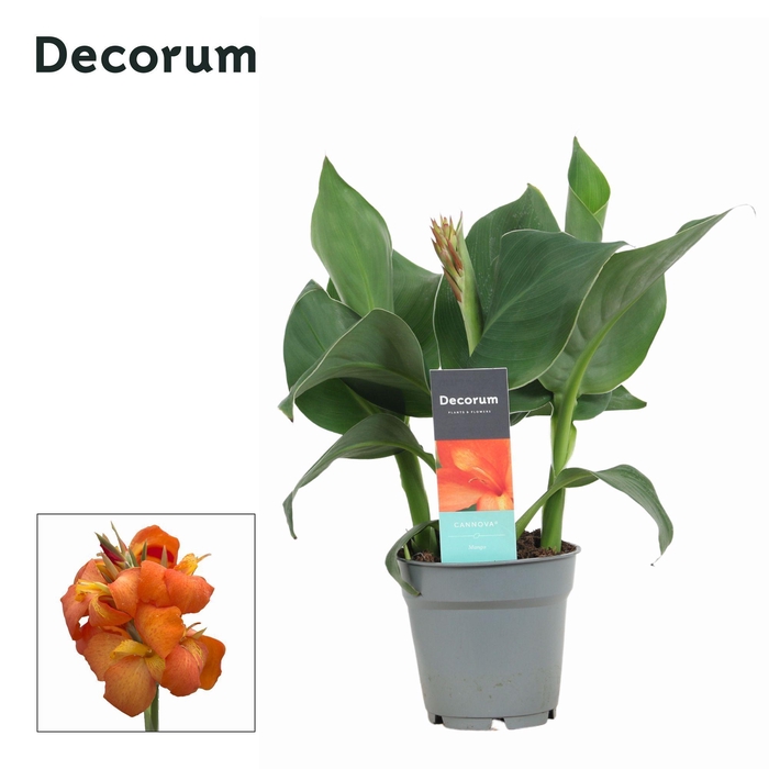<h4>Canna Mango (Decorum)</h4>