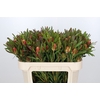 Leucadendron Ayoba Cherry Pearl Spray