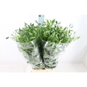 Ruscus Middel 120 Gram