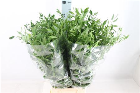 <h4>Ruscus Middel 120 Gram</h4>