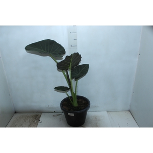 ALOCASIA REGAL SHIELDS P24