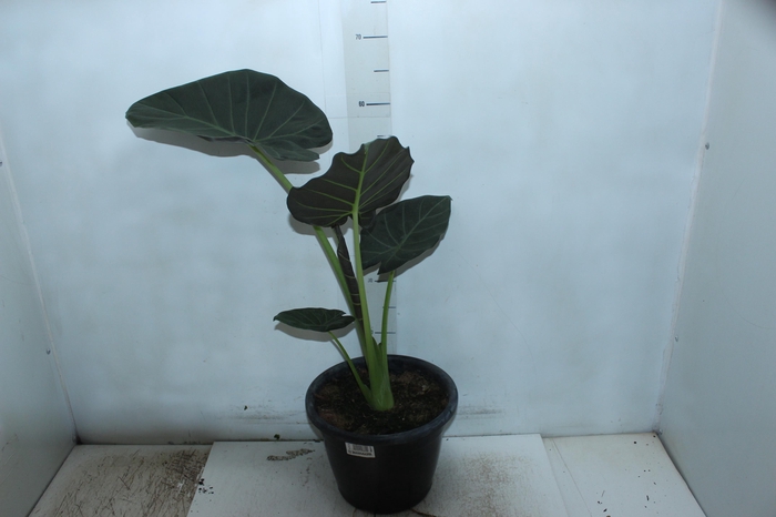 <h4>ALOCASIA REGAL SHIELDS P24</h4>