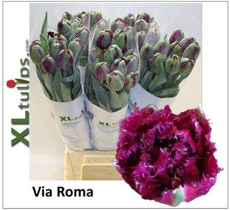 <h4>Tu Fr Via Roma</h4>