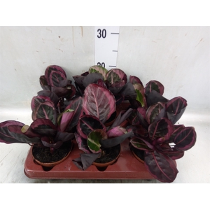 Calathea roseopicta 'Dottie'