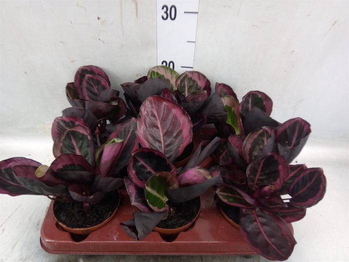 <h4>Calathea roseopicta 'Dottie'</h4>