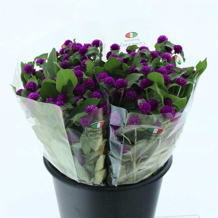<h4>Gomph Gl Purple</h4>