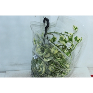 JIBOIA NJOY C21 MIN 50 CM PENDENTE