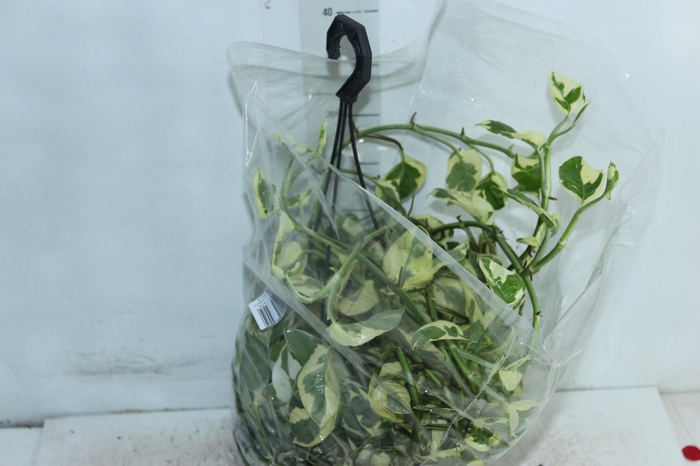 <h4>JIBOIA NJOY C21 MIN 50 CM PENDENTE</h4>