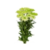 CRISANTEMO ZEMBLA GREEN 080 CM VERDE